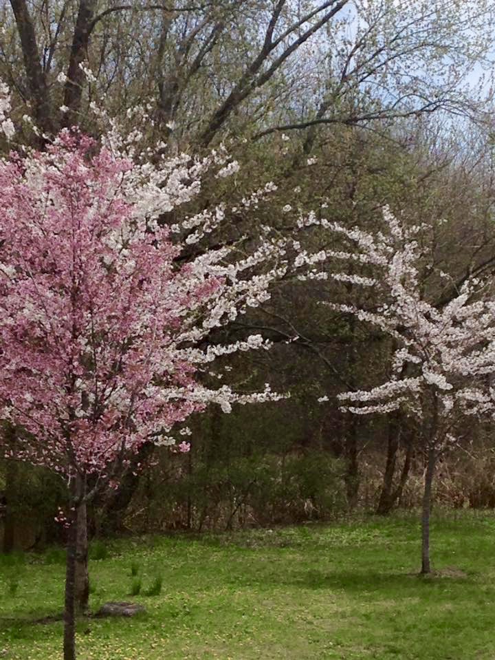 Raj's tree in the forefront with bright pink flowers, Ratna's tree behind with light pink flowers